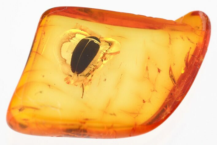 Detailed Fossil False Flower Beetle (Scraptiidae) in Baltic Amber #330635
